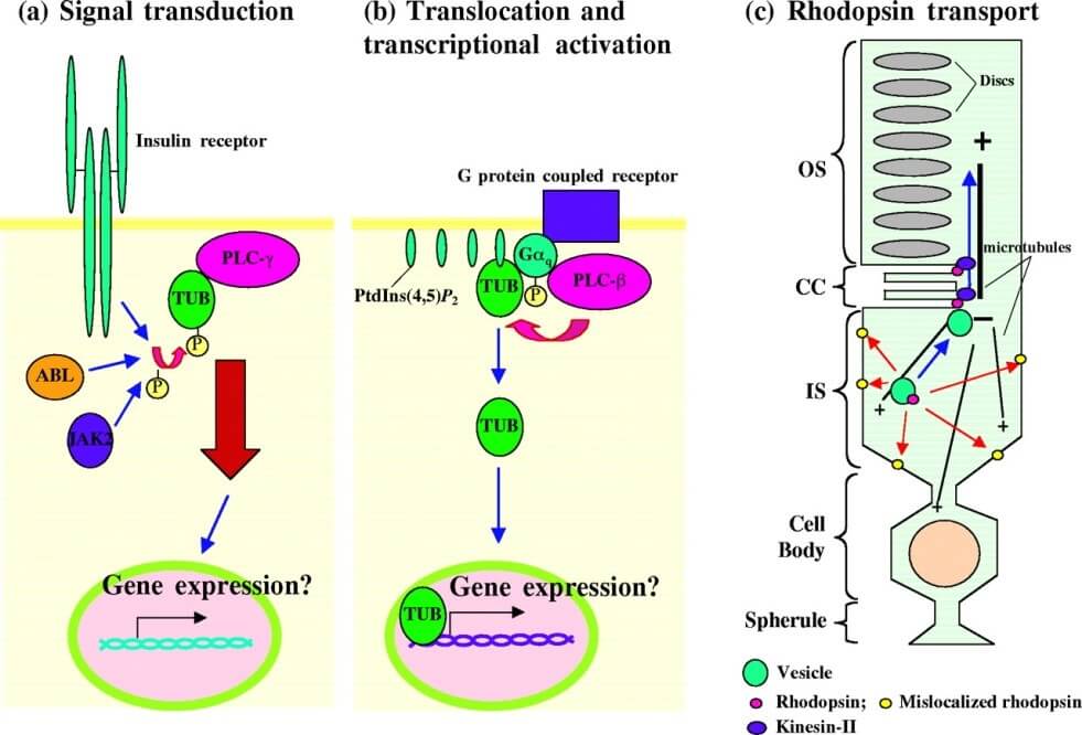 Mempro™ Detergent-Free Transcriptional Factor Tubby Production