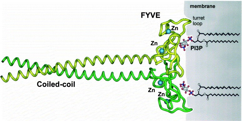 Mempro™ FYVE/PHD Zinc Finger Production Using Virus-Like Particles