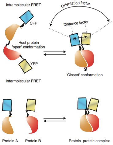 Mempro™ Functional Assay FRET