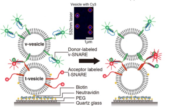 Mempro™ Functional Assay FRET