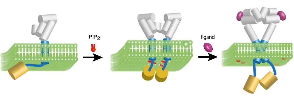 Mempro™ Functional Assay FRET