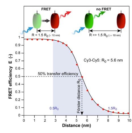 Fluorescence Resonance Energy Transfer (FRET) Assay
