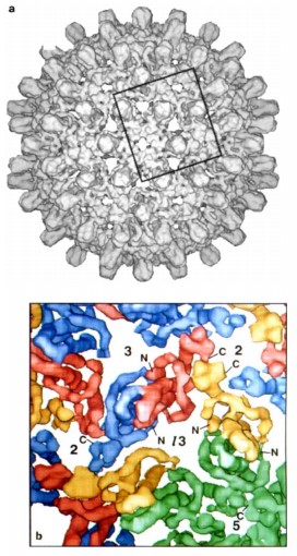 Mempro™ Hepatitis B Virus (HBV) for Virus-like Particles (VLPs)