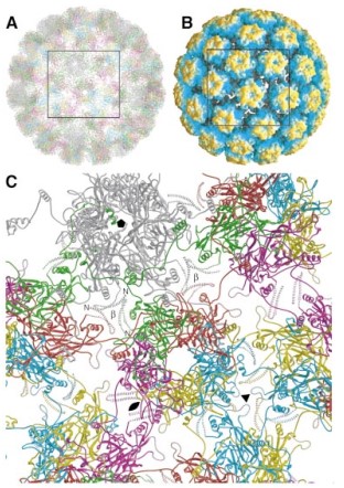 Mempro™ Human Papillomavirus (HPV) for Virus-Like Particles (VLPs)