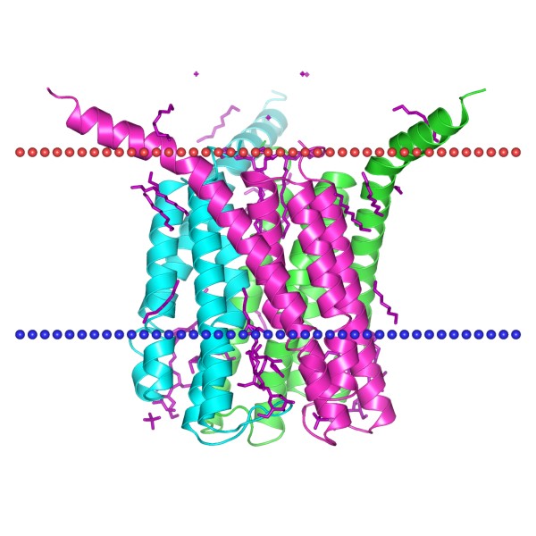 Mempro™ Membrane-Associated Proteins in Eicosanoid and Glutathione Metabolism (MAPEG) Production Using Virus-Like Particles