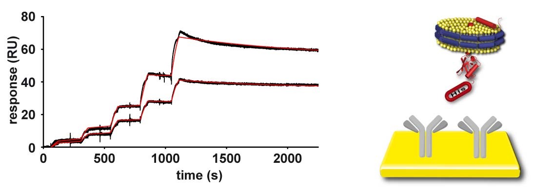 Mempro™ Nanodisc Immobilization Services