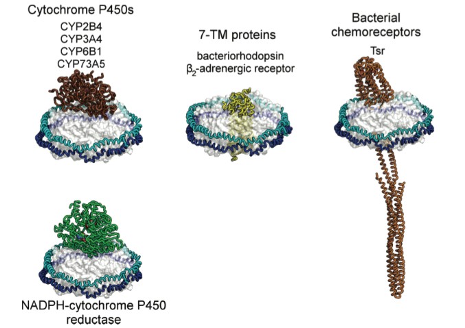 Mempro™ Nanodisc for Membrane Protein Purification