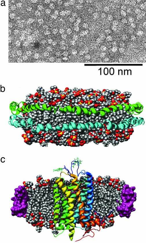 Mempro™ Nanodisc for Receptor Studies