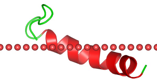 Mempro™ Peptide fragments of Water-soluble Proteins Production Using Virus-Like Particles