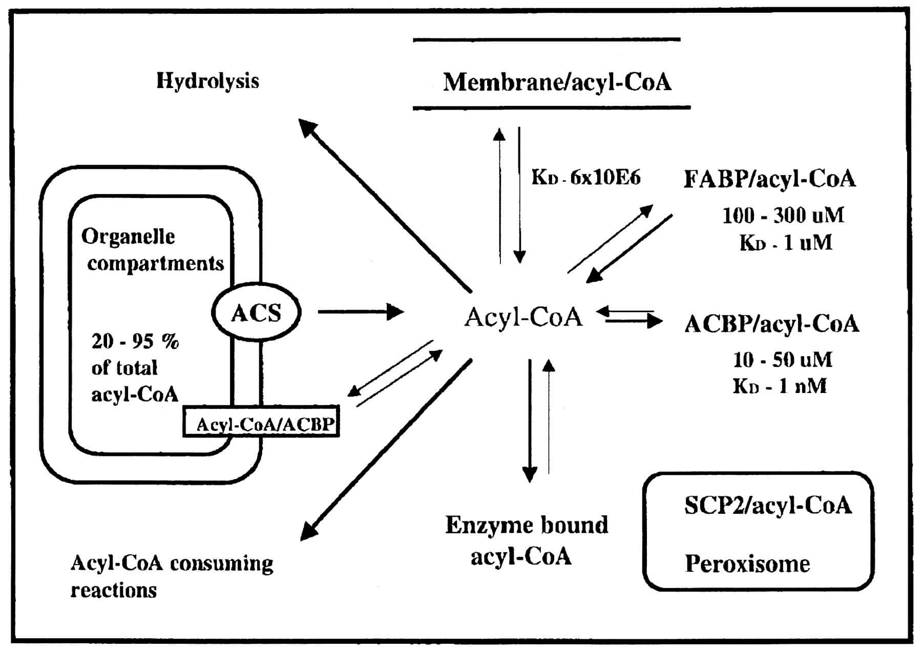Mempro™ Plant-Based Acyl-CoA-binding Protein Production