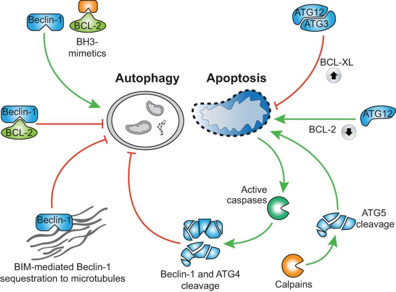 Mempro™ Plant-Based Bcl-2 Inhibitors of Programmed Cell Death Production