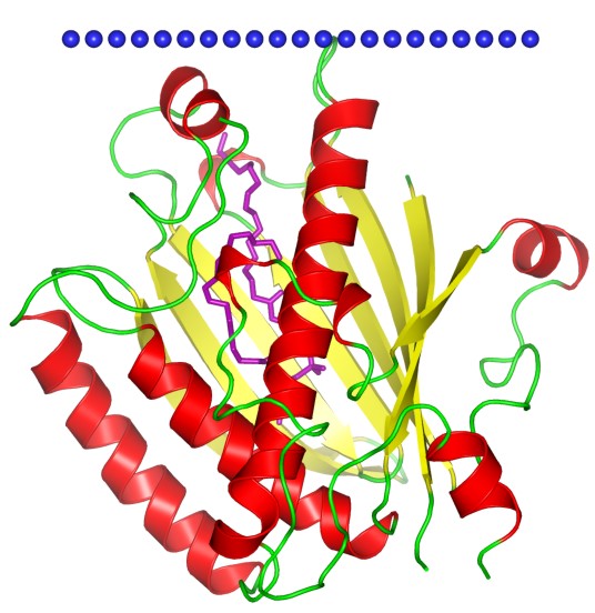 Mempro™ Plant-Based Bet V1-Like Protein Production