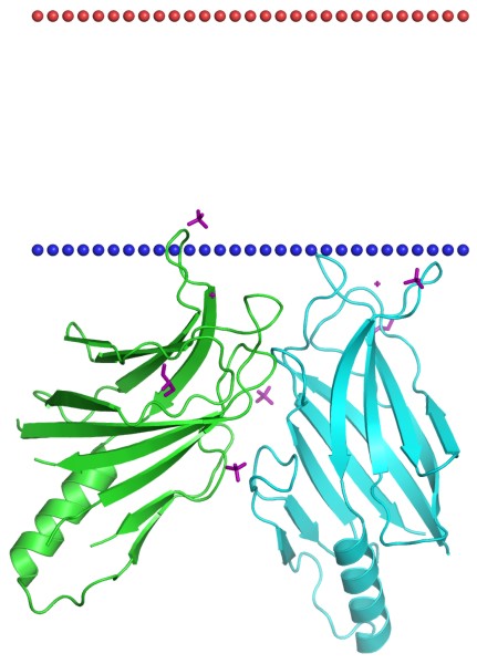 Mempro™ Plant-Based C2 Domain-Containing Protein Production