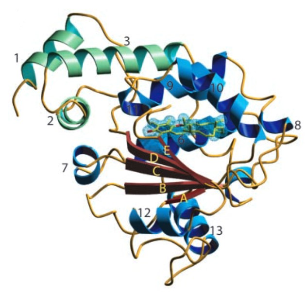 Mempro™ Plant-Based CRAL-TRIO Domain-Containing Protein Production