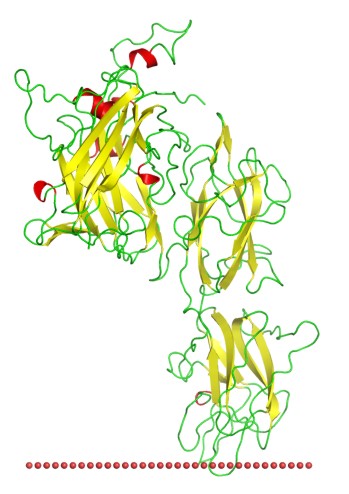 Mempro™ Plant-Based Galactose-Binding Domain-Like Protein Production