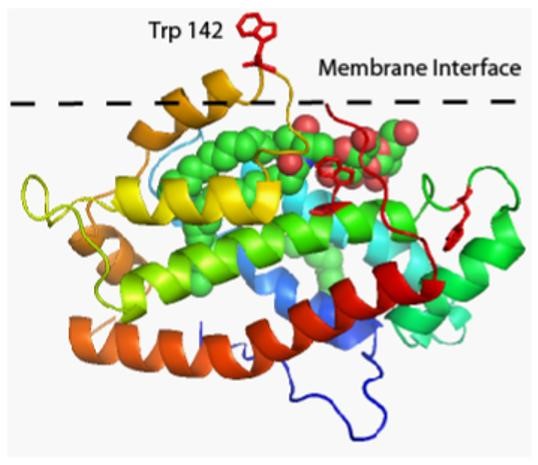 Mempro™ Plant-Based Glycolipid Transfer Protein Production