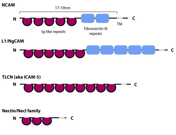 Mempro™ Plant-Based Immunoglobulin Superfamily Production