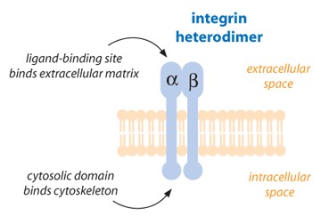 Mempro™ Plant-Based Integrin Production