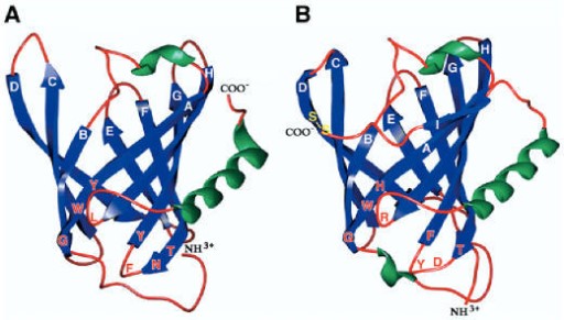 Mempro™ Plant-Based Lipocalin Production