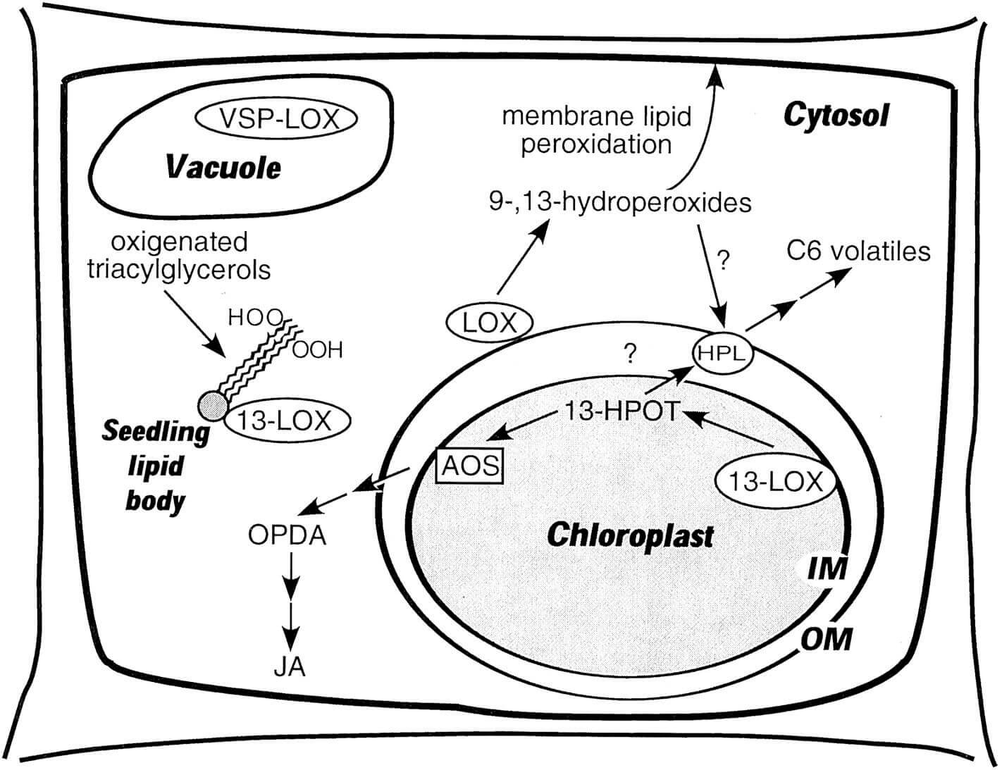 Mempro™ Plant-Based Lipoxygenase Production