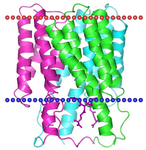 Mempro™ Plant-Based MAPEG Production