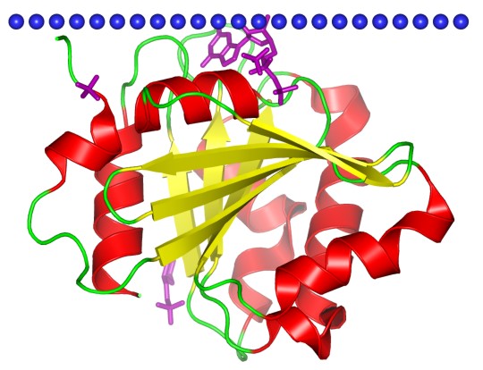 Mempro™ Plant-Based P-Loop Containing Nucleoside Triphosphate Hydrolase Production