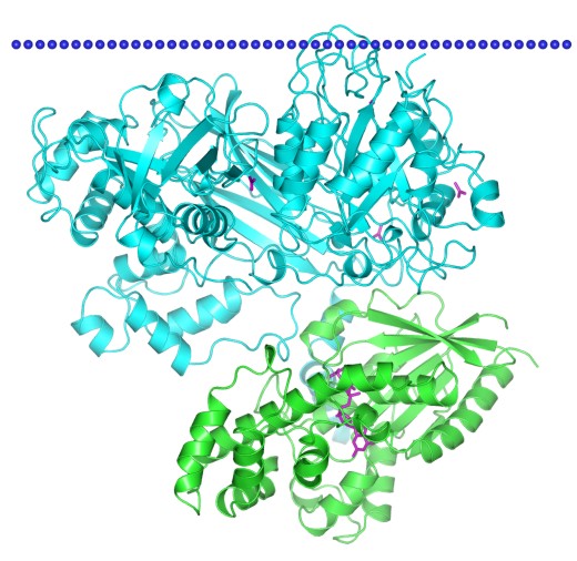 Mempro™ Plant-Based PLC-like Phosphodiesterases Production