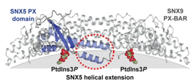 Mempro™ Plant-Based PX Domain-Containing Protein Production