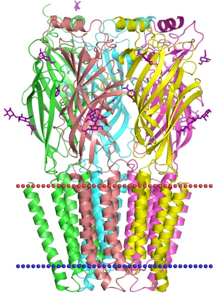 Mempro™ Plant-Based Pentameric Ligand-Gated Ion Channel Production