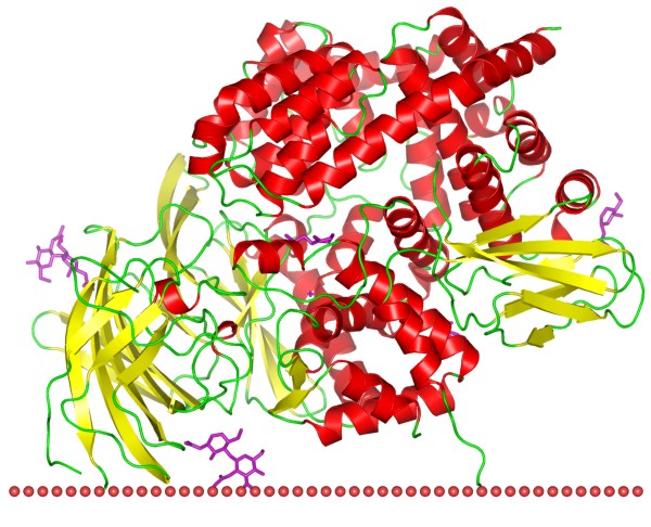 Mempro™ Plant-Based Peptidase MA Production