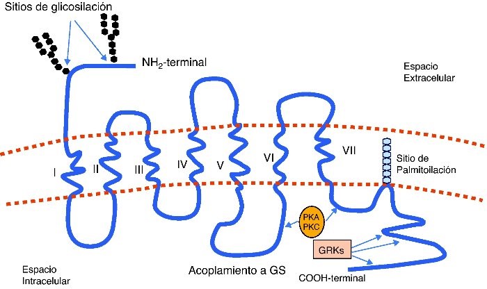 Mempro™ Plant-Based Peptide Fragments of Transmembrane Protein Production