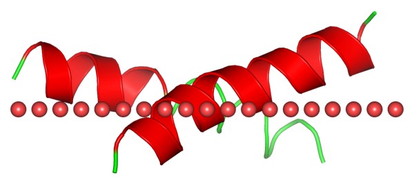 Mempro™ Plant-Based Peptide Fragments of Water-soluble Proteins Production