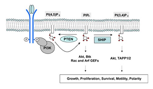 Mempro™ Plant-Based Phosphatidylinositol 3-/4-Kinase Production