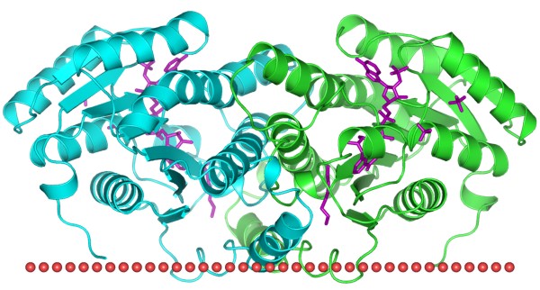 Mempro™ Plant-Based Transmembrane Proteins with NAD(P)-binding Rossmann-fold Domains Production