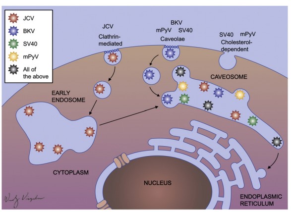 Mempro™ Polyomaviruses for Virus-like Particles (VLPs) 