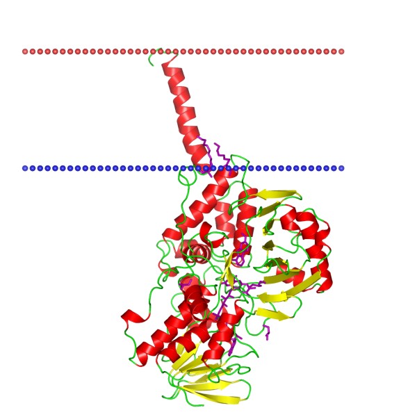 Mempro™ Transmembrane Proteins with NAD(P)-Binding Rossmann-Fold Domains Production Using Virus-Like Particles