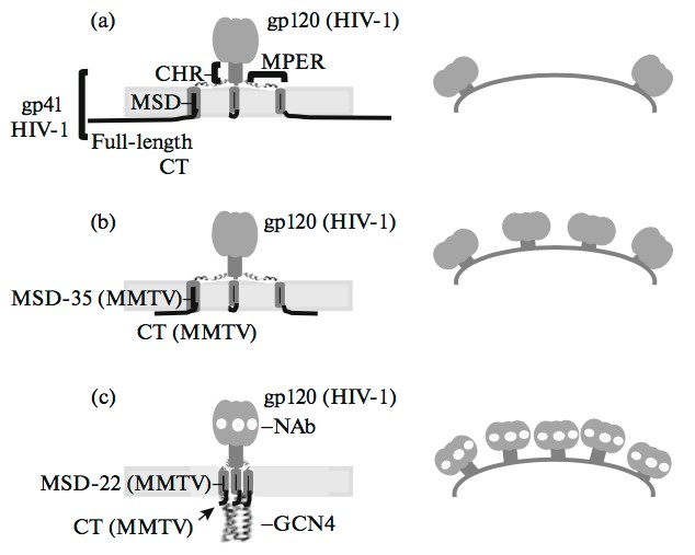 Mempro™ Virus Families for Virus-like Particles (VLPs)