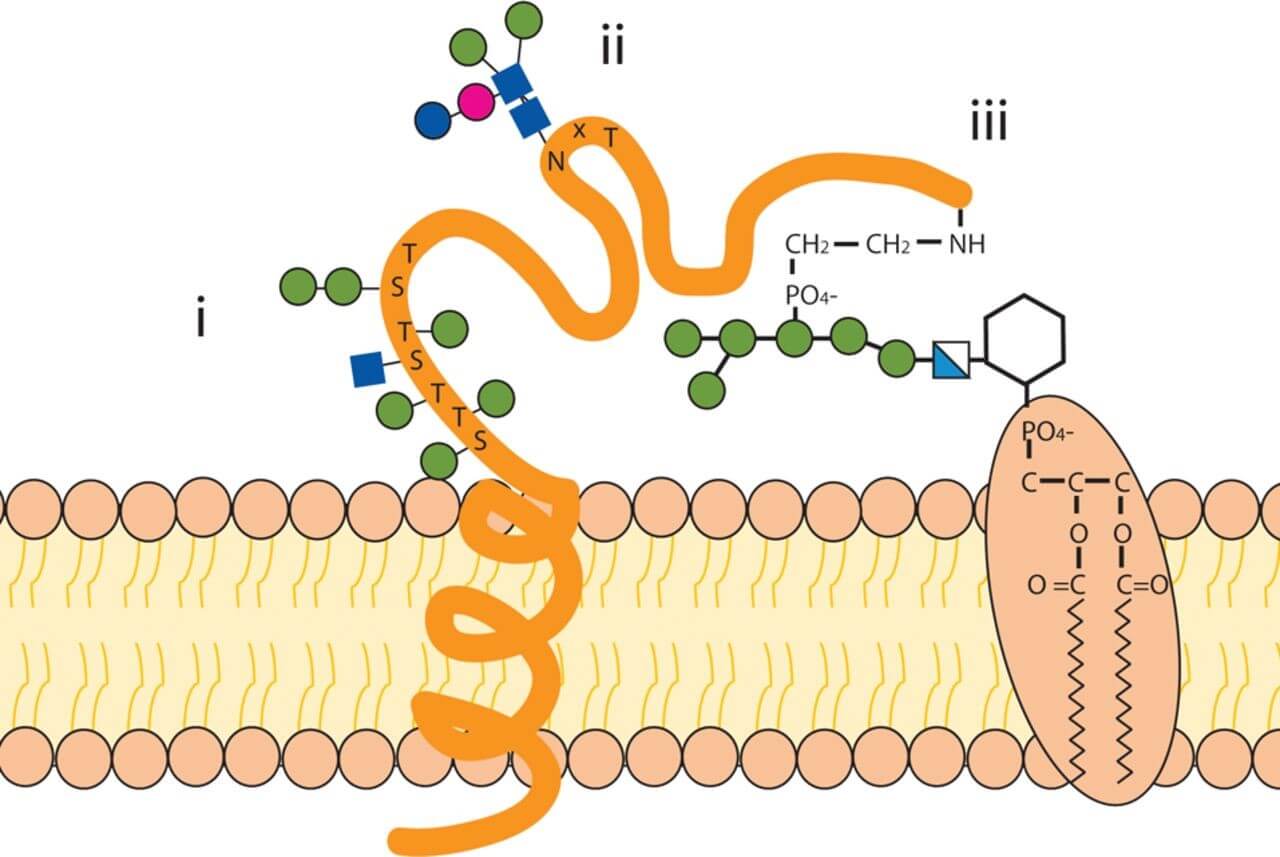 Mempro™ Virus-Like Particles (VLPs) Glycosylation Modification