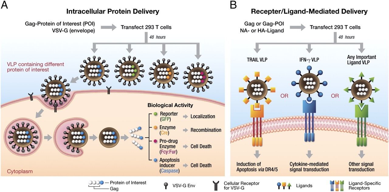 Mempro™ Virus-like Particles (VLPs) Application