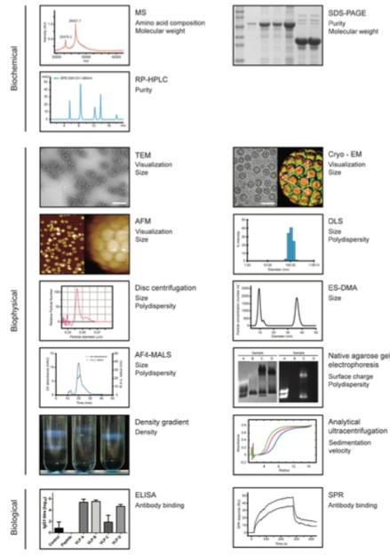 Mempro™ Virus-like Particles (VLPs) Characterization