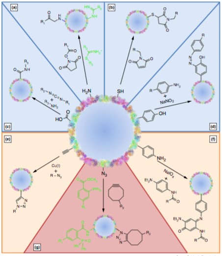 Mempro™ Virus-like Particles (VLPs) Functionalization Strategies