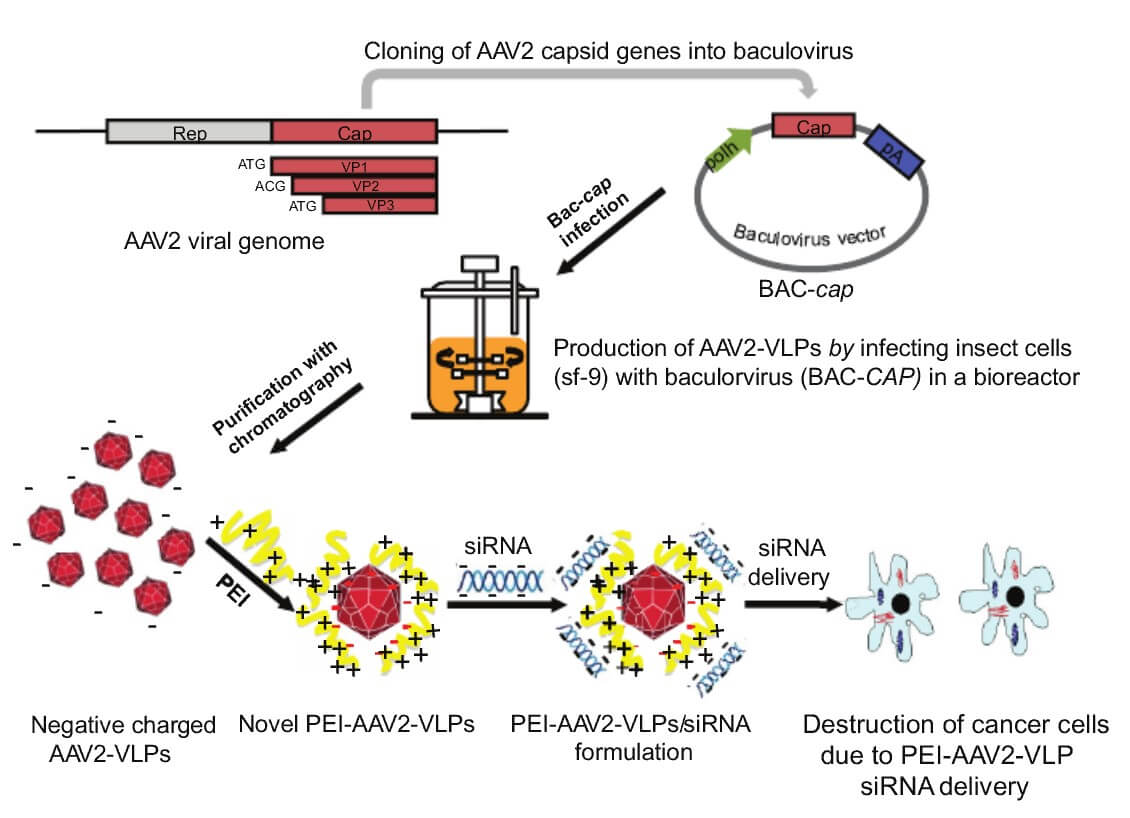 Mempro™ Virus-like Particles (VLPs) Production in Insect Cells System