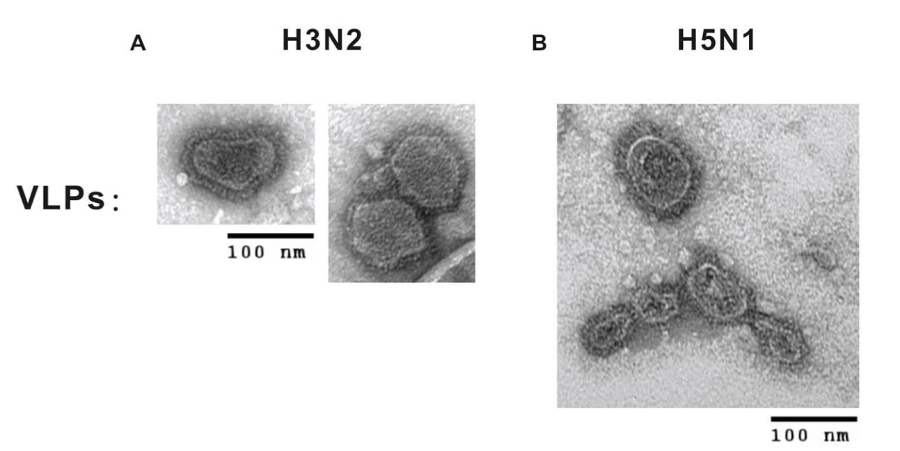 Mempro™ Virus-like Particles (VLPs) Production in Mammalian Cells System