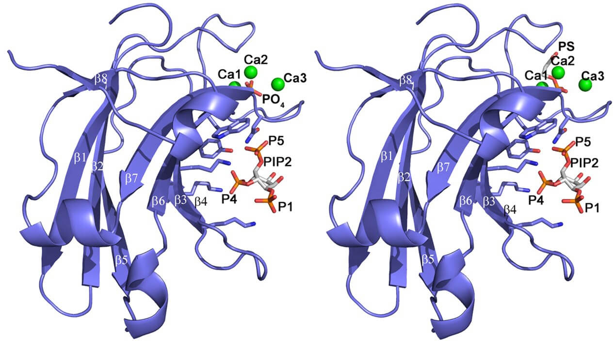 MemproTM C2 Domain-Containing Protein Production in Virus-Like Particles