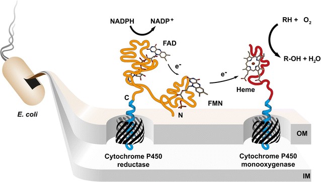 MemproTM Cell-Based Cytochrome P450 Production