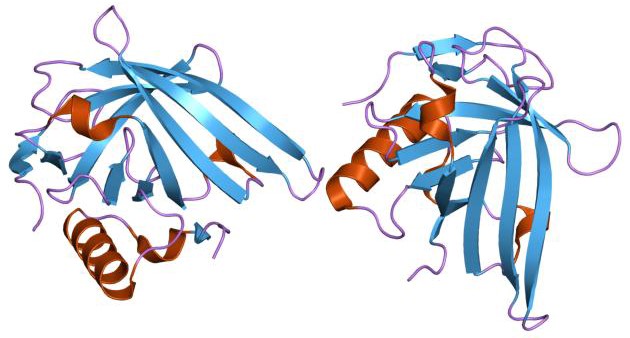 MemproTM Cell-Based Lipocalin Production