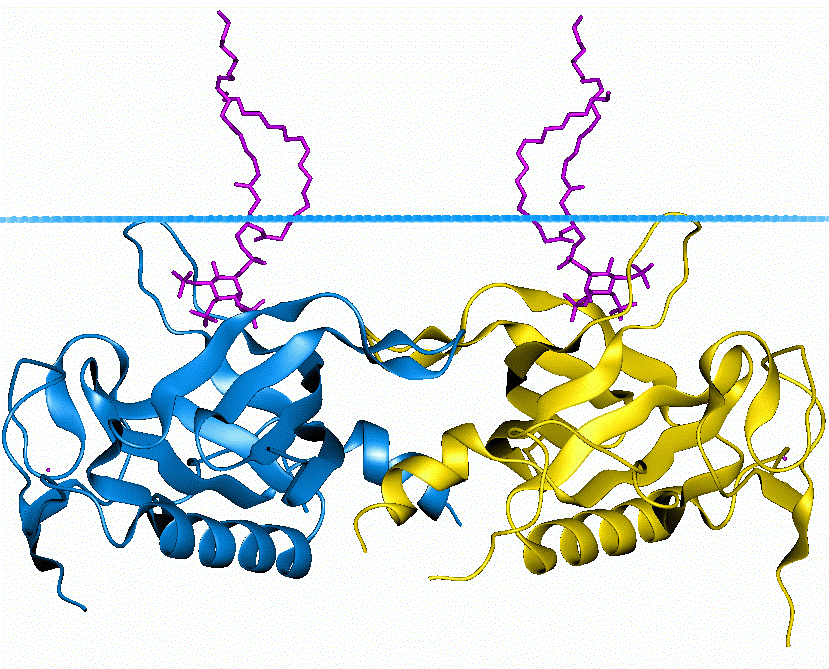 MemproTM Cell-Based PH Domain-Like Protein Production