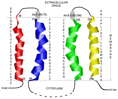 MemproTM Cell-Based Peptide Fragments of Transmembrane Protein Production