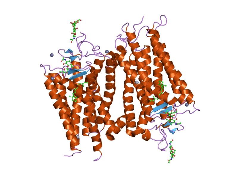 MemproTM Cell-Based Rhodopsin Production