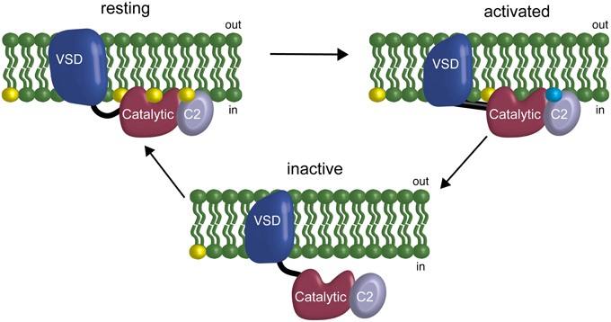 MemproTM Cell-Free C2 Domain-containing Protein Production